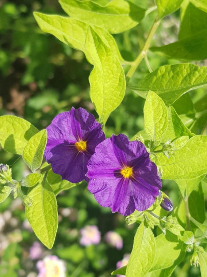 4 Ambelia Paradise Megalochori  ภายนอก รูปภาพ